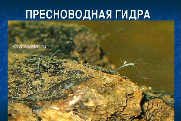 Кракен маркет даркнет только через стор